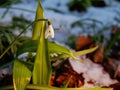 Snowdrop flowers Galanthus nivalis grow in winter snowfall