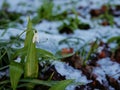 Snowdrop flowers Galanthus nivalis grow in winter snowfall