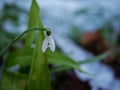 Snowdrop flowers Galanthus nivalis grow in winter snowfall