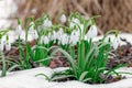 Snowdrop flowers (Galanthus nivalis) growing out of the snow, selected focus Royalty Free Stock Photo