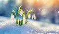 Snowdrop flowers growing in snowdrift in early spring. Beautiful springtime nature background