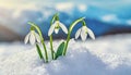 Snowdrop flowers growing in snowdrift in early spring. Beautiful springtime nature background