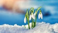 Snowdrop flowers growing in snowdrift in early spring. Beautiful springtime nature background