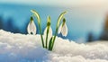 Snowdrop flowers growing in snowdrift in early spring. Beautiful springtime nature background