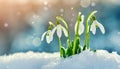 Snowdrop flowers growing in snowdrift in early spring. Beautiful springtime nature background