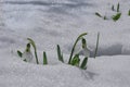 Snowdrop flowers grown in Turkey ;Perspectives on life again with the last falling snow Royalty Free Stock Photo