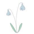 Snowdrop flowers icon, vector Royalty Free Stock Photo