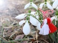 Snowdrop flowers with martenitsa or martisor Royalty Free Stock Photo