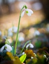 Snowdrop flowers in morning