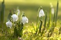 Snowdrop flowers in morning, soft focus Royalty Free Stock Photo