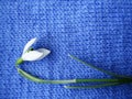 Snowdrop flower in natural conditions, a rare spring flower close-up