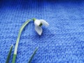 Snowdrop flower in natural conditions, a rare spring flower close-up