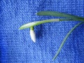 Snowdrop flower in natural conditions, a rare spring flower close-up