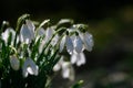 Snowdrop flowers in nature with dew drops Royalty Free Stock Photo