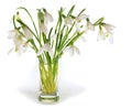Snowdrop flowers nosegay isolated on white Royalty Free Stock Photo