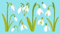 Snowdrop flowers set. Spring wildflower. Beautiful nature herb. Blossom plant. Snowdrop flower art. Vector. Royalty Free Stock Photo