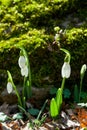 Snowdrop flowers shined with the sun Royalty Free Stock Photo