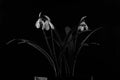 Snowdrop flowers sprayed with water