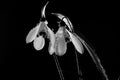 Snowdrop flowers sprayed with water