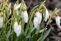 Snowdrop flowers. Spring background. Side view Royalty Free Stock Photo