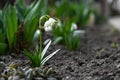 Snowdrop flowers. Spring background. Side view Royalty Free Stock Photo