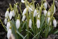 Snowdrop flowers. Spring background. Side view Royalty Free Stock Photo