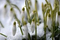 Snowdrop flowers. Spring background. Side view Royalty Free Stock Photo