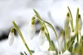 Snowdrop flowers. Spring background. Side view Royalty Free Stock Photo