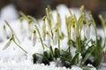 Snowdrop flowers. Spring background. Side view Royalty Free Stock Photo