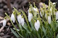 Snowdrop flowers. Spring background. Side view Royalty Free Stock Photo