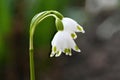 Snowdrop flowers. Spring background. Side view Royalty Free Stock Photo