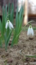 Snowdrop flowers in the spring close up Royalty Free Stock Photo