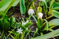 Snowdrop flowers on spring in the garden. Royalty Free Stock Photo