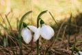 Snowdrop flowers in spring