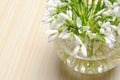 Snowdrop flowers in vase