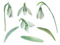 Snowdrop flowers vector