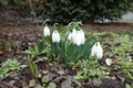 Snowdrops with white tepals and green leaves Royalty Free Stock Photo