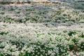 Snowdrop flowers in winter forest