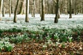 Snowdrop flowers in winter forest perfect for postcard