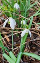 Galanthus or common snowdrop flower Royalty Free Stock Photo