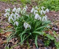 Galanthus or common snowdrop flower Royalty Free Stock Photo