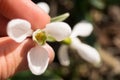 Snowdrop in the forest in the human hand Royalty Free Stock Photo