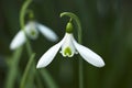 Snowdrop Galanthus Atkinsii Royalty Free Stock Photo