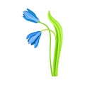 Snowdrop or Galanthus with Blue Pendulous Flower and Linear Leaves Vector Illustration