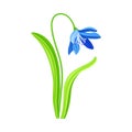 Snowdrop or Galanthus with Blue Pendulous Flower and Linear Leaves Vector Illustration