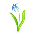 Snowdrop or Galanthus with Blue Pendulous Flower and Linear Leaves Vector Illustration