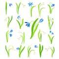 Snowdrop or Galanthus with Drooping Bell Shaped Flower and Linear Leaves Big Vector Set Royalty Free Stock Photo