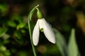 Snowdrop galanthus elwesii \'Mrs Macnamara Royalty Free Stock Photo