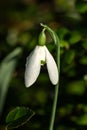 Snowdrop galanthus elwesii \'Mrs Macnamara Royalty Free Stock Photo