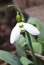 Snowdrop Galanthus Elwesii Royalty Free Stock Photo